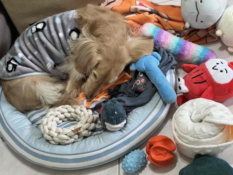 🐶 麥麥－家庭式安親 🐶，2025預訂請私訊🔔