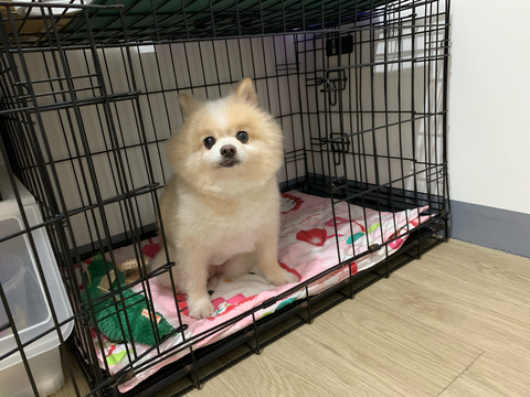 🐶 麥麥－家庭式安親 🐶，2025預訂請私訊🔔