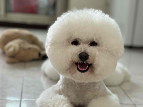 🐶 麥麥－家庭式安親 🐶，2025預訂請私訊🔔