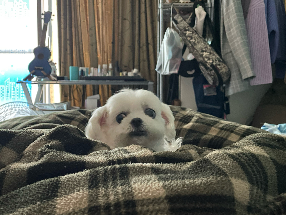 《台中假日到府》⭐️二十年領養救援飼養動物經驗 / 客製到府服務 - Description 9