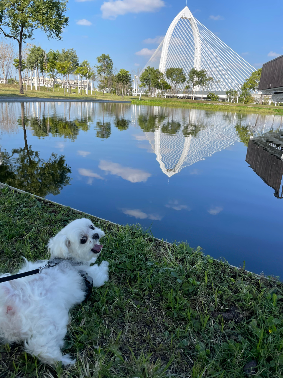 《台中假日安親住宿》中央公園抹茶湖寵物寄宿⭐️預約制。💖 - 服務說明 3