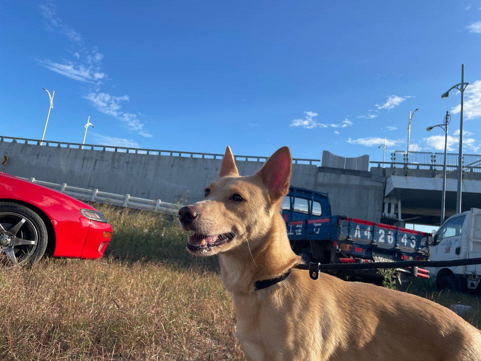《台中假日到府》⭐️二十年領養救援飼養動物經驗 / 客製到府服務 - Description 6