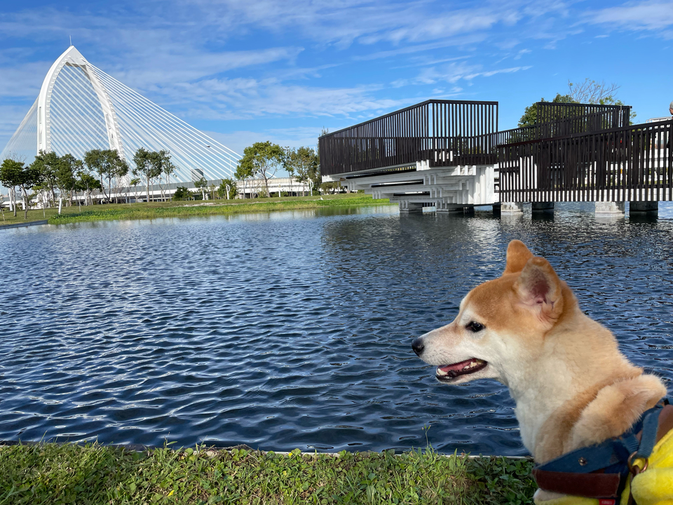 《台中假日安親住宿》中央公園抹茶湖寵物寄宿⭐️預約制。💖 - 服務說明 1