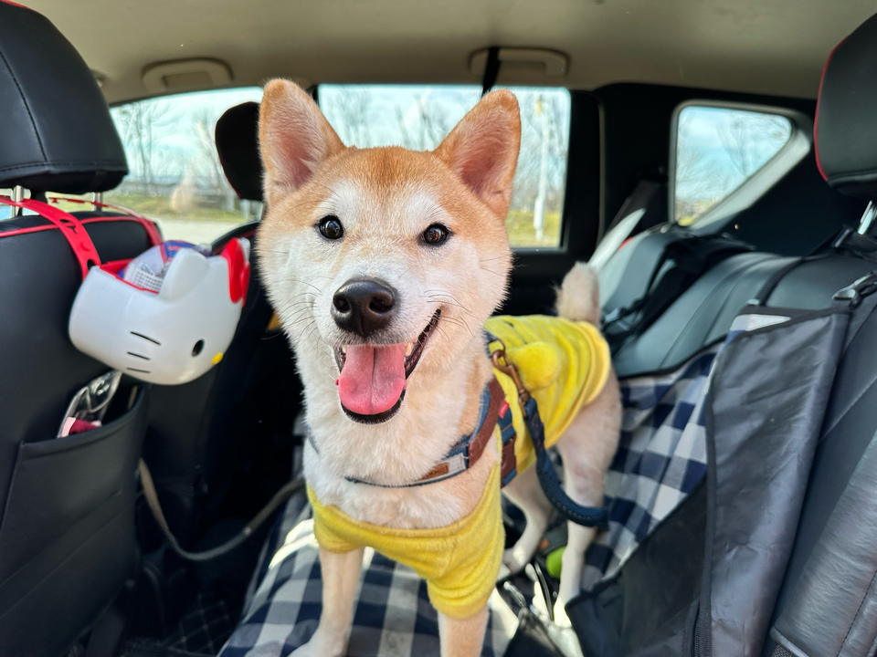 《台中假日到府》⭐️二十年領養救援飼養動物經驗 / 客製到府服務 - Description 1