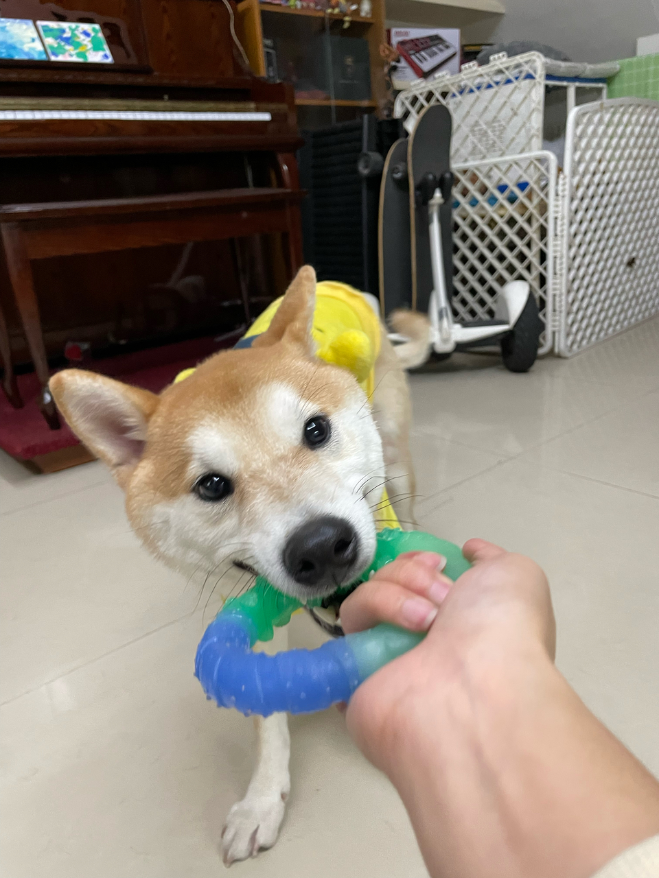 《台中假日到府》⭐️二十年領養救援飼養動物經驗 / 客製到府服務 - Description 4