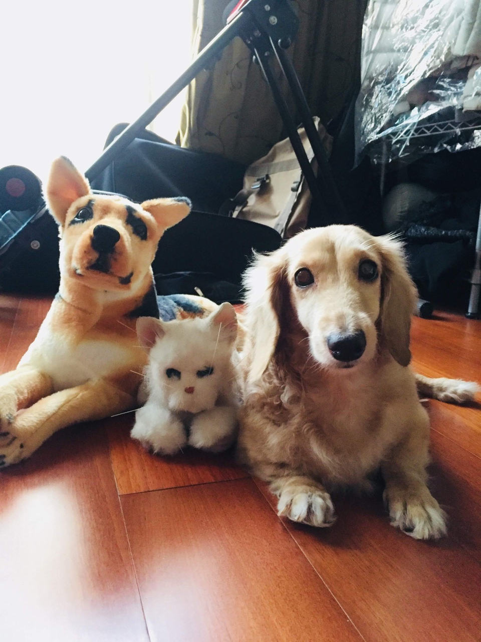 《台中假日安親住宿》中央公園抹茶湖寵物寄宿⭐️預約制。💖 - 服務說明 6