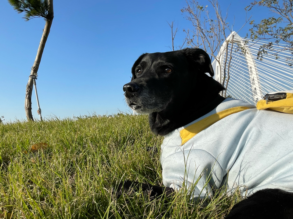 《台中假日到府》⭐️二十年領養救援飼養動物經驗 / 客製到府服務 - Description 8