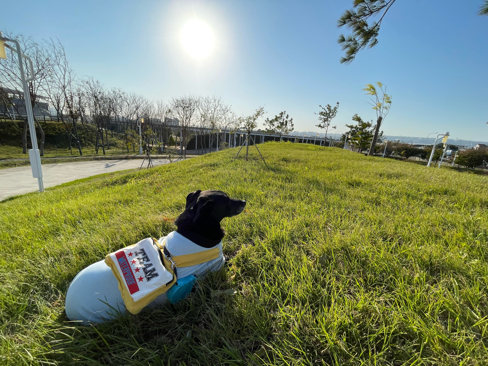 《台中假日安親住宿》中央公園抹茶湖寵物寄宿⭐️預約制。💖 - 服務說明 2