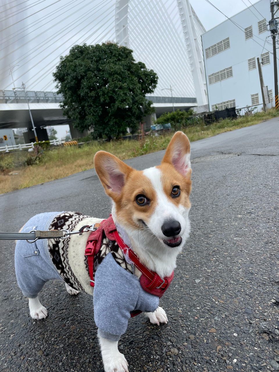 《台中假日到府》⭐️二十年領養救援飼養動物經驗 / 客製到府服務 - Description 2