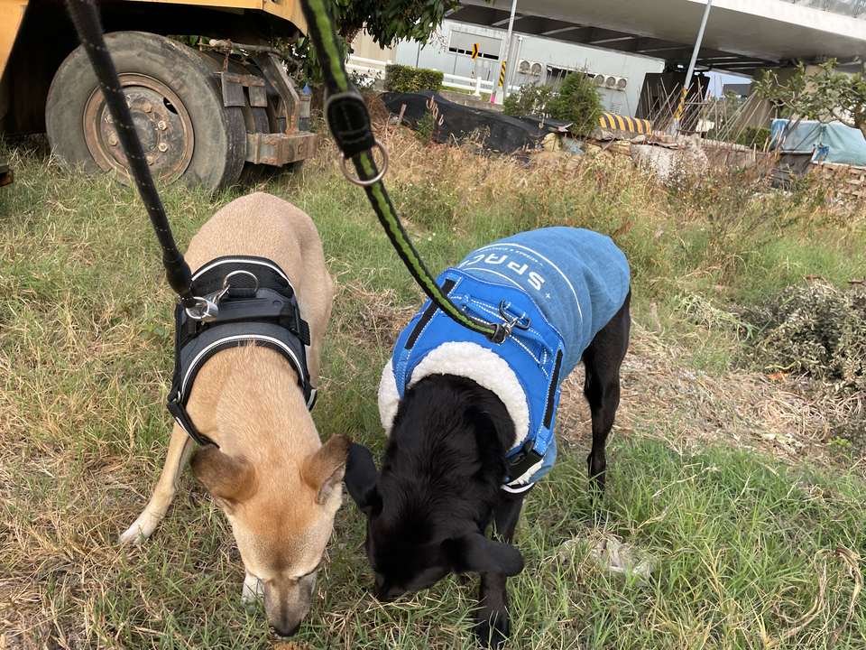 《散步》你的寵物好朋友Jenny～20年飼養.救援動物經驗、老犬、糖尿病犬 - 服務說明 2