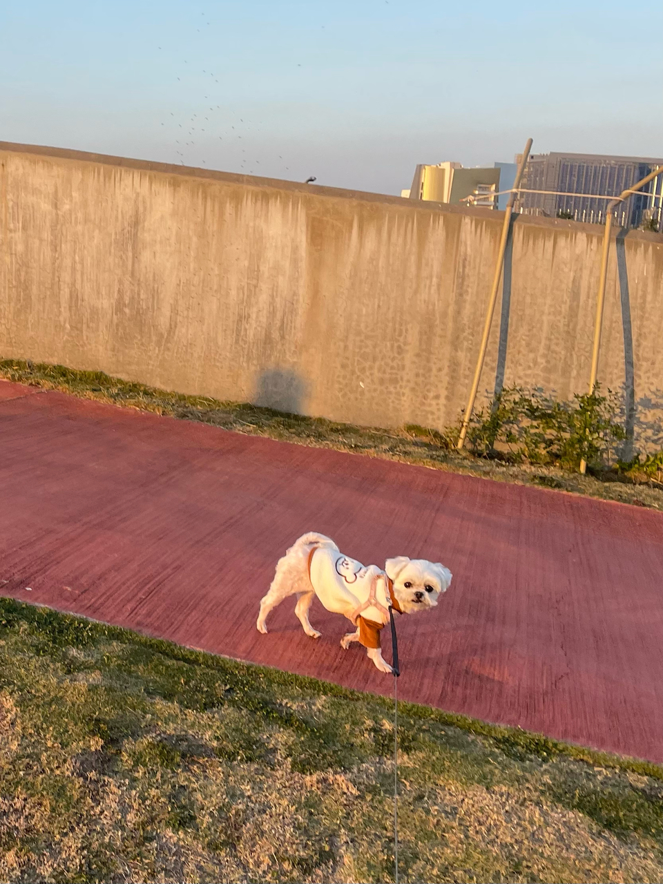《散步》你的寵物好朋友Jenny～20年飼養.救援動物經驗、老犬、糖尿病犬 - 服務說明 3