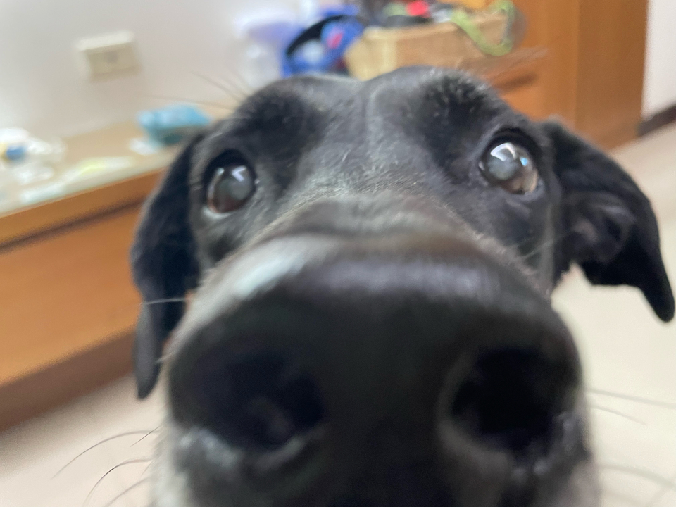 《台中假日到府》⭐️二十年領養救援飼養動物經驗 / 客製到府服務 - Description 5