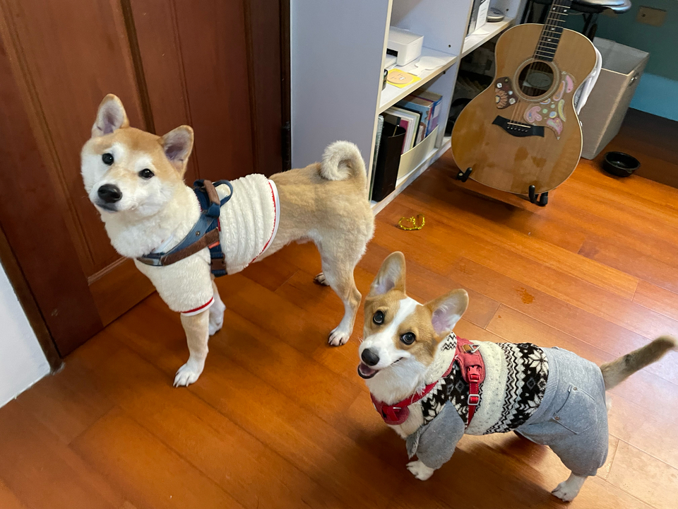 《台中假日到府》⭐️二十年領養救援飼養動物經驗 / 客製到府服務 - Description 3