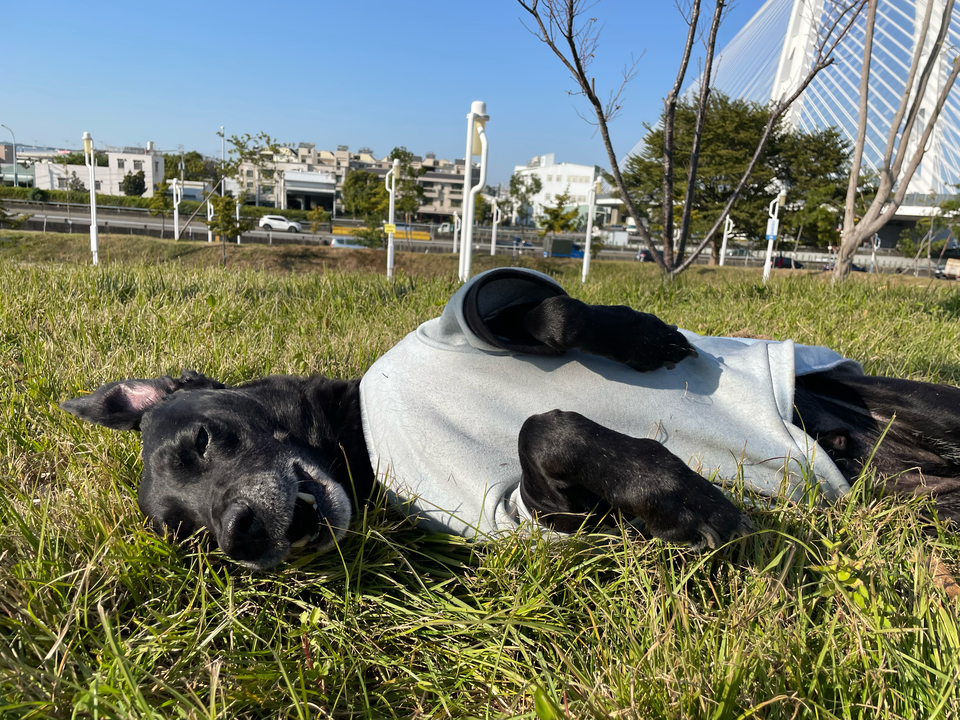 《台中假日到府》⭐️二十年領養救援飼養動物經驗 / 客製到府服務 - Description 7