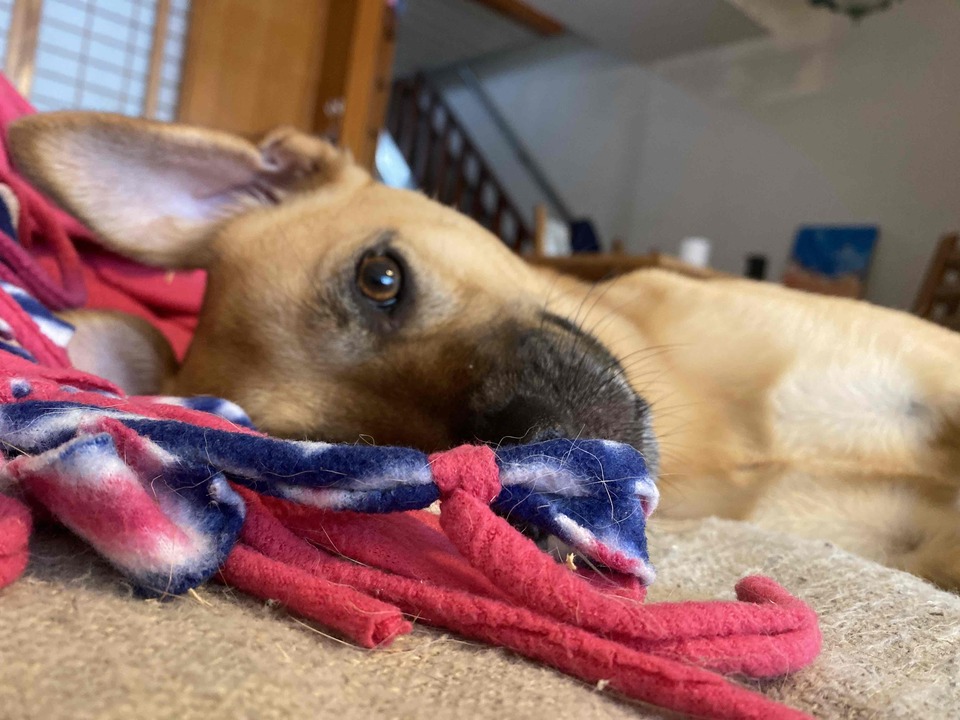 中永和區專屬到府照顧專區🐶🐱 - サービス説明 2