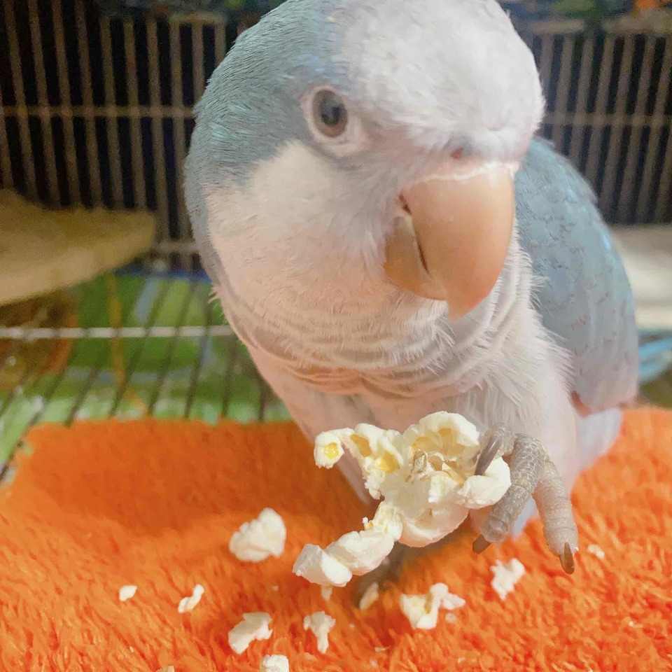 中永和區專屬到府照顧專區🐶🐱 - サービス説明 6