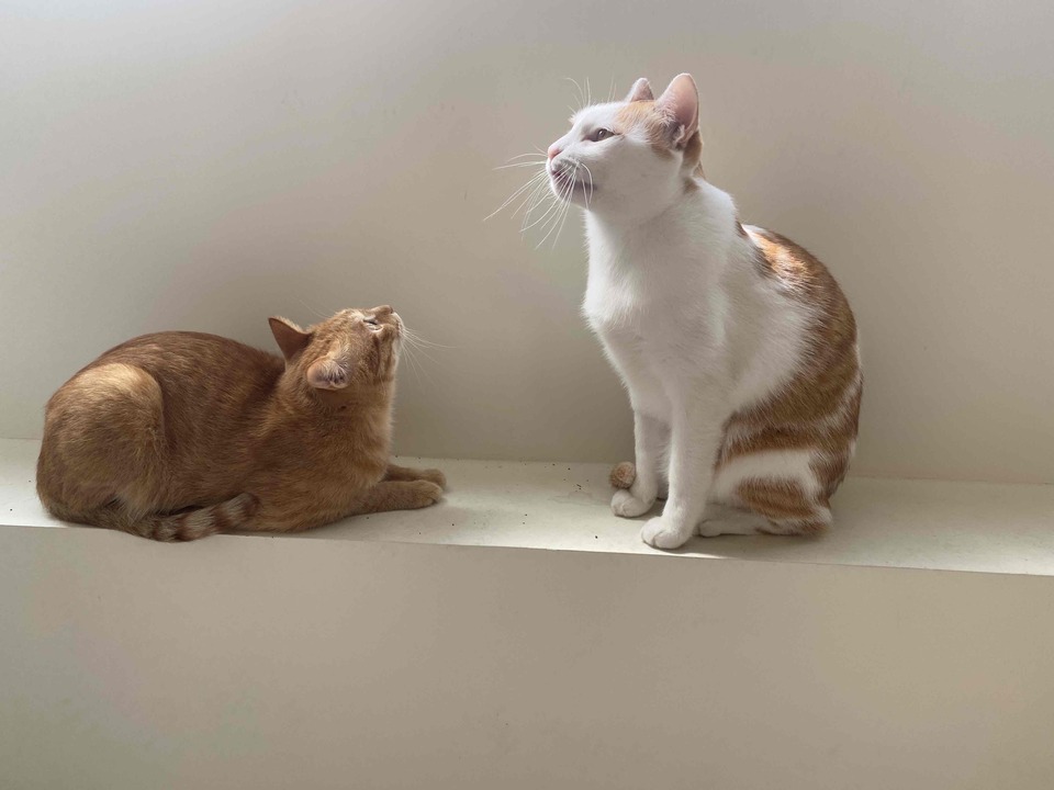 中永和區專屬到府照顧專區🐶🐱 - サービス説明 5