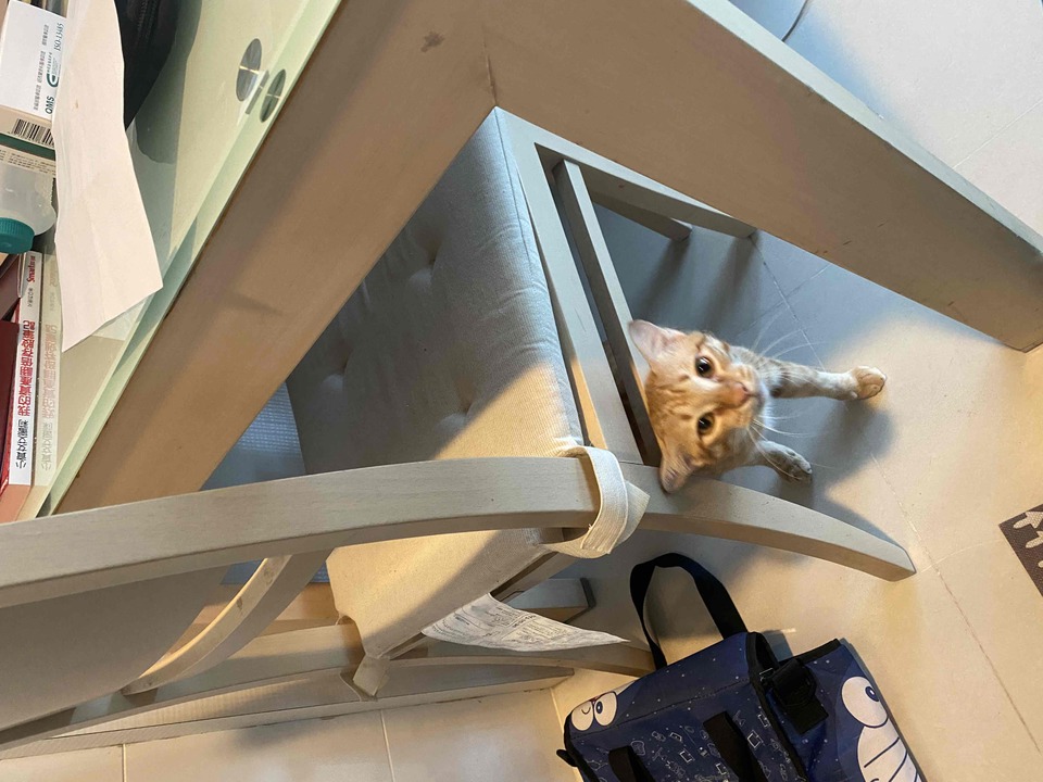 中永和區專屬到府照顧專區🐶🐱 - サービス説明 3