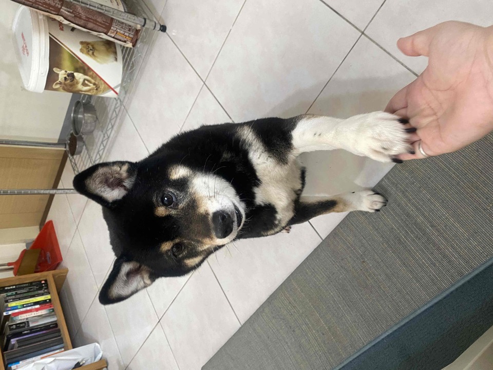 中永和區專屬到府照顧專區🐶🐱 - サービス説明 4