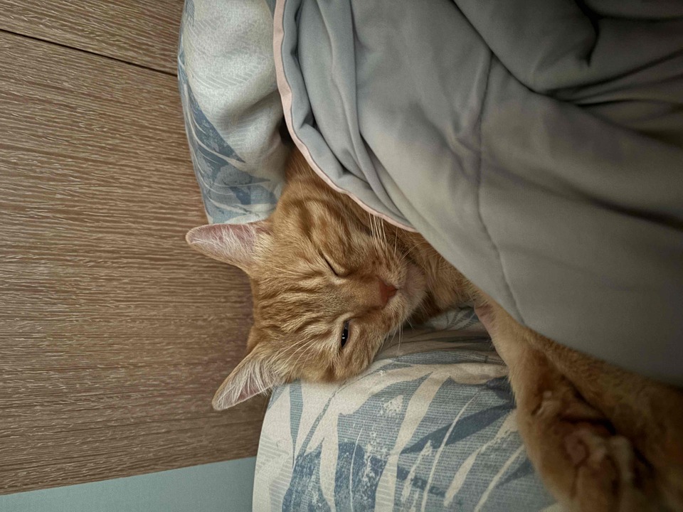 到府照顧喵咪😻🫶🏻 - サービス説明 2