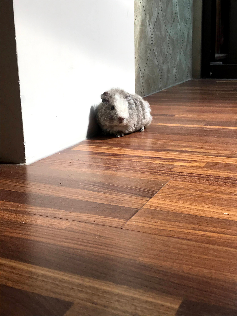 🏠鄰家寵物居家照顧🌸228連假開放預約中🌺 - Description 7