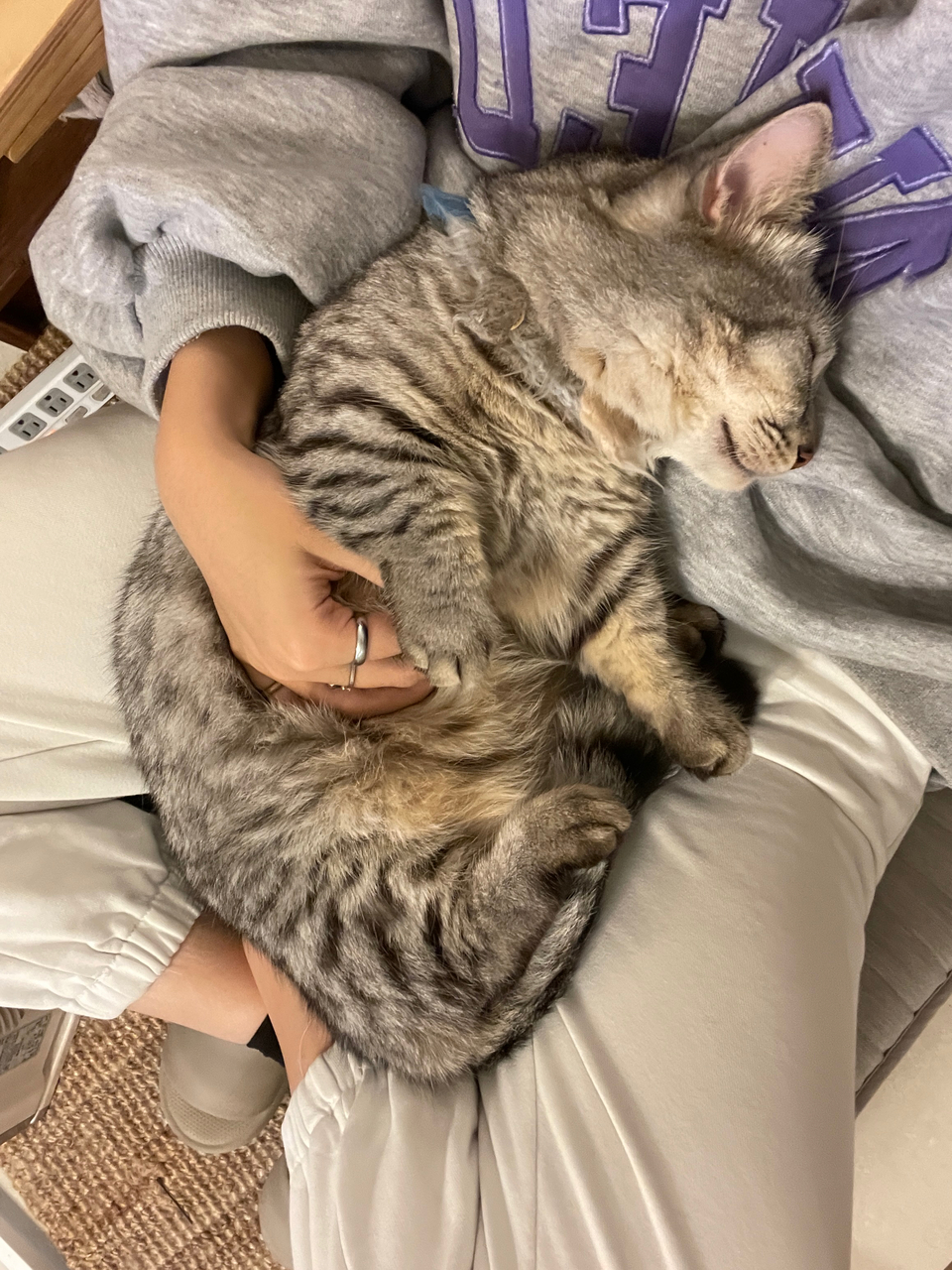 🏠鄰家寵物居家照顧🌸228連假開放預約中🌺 - Description 5