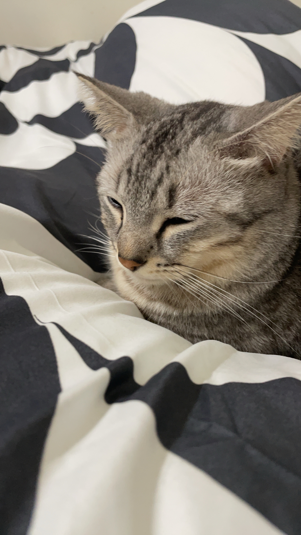 🏠鄰家寵物居家照顧🌸228連假開放預約中🌺 - Description 8