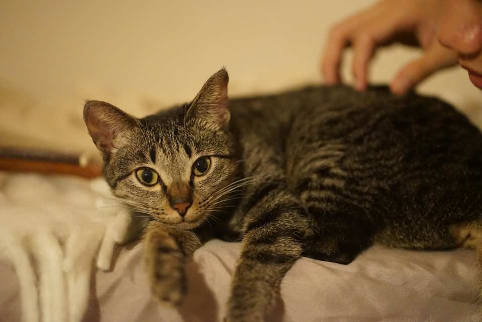 🏠鄰家寵物居家照顧🌸228連假開放預約中🌺 - Description 2