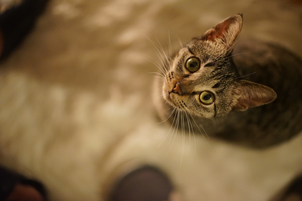 🏠鄰家寵物居家照顧🌸228連假開放預約中🌺 - Description 1