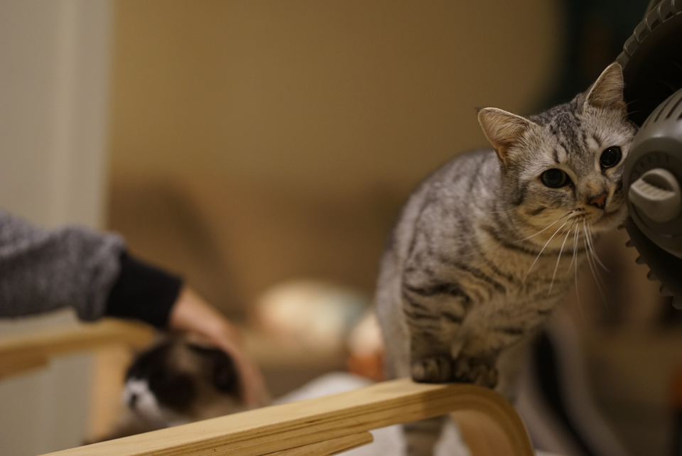 🏠鄰家寵物居家照顧🌸228連假開放預約中🌺 - Description 6