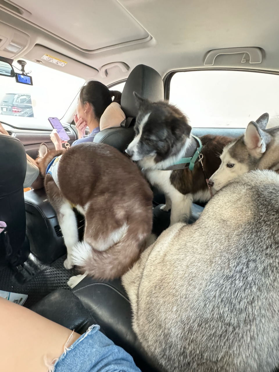 Q比貓狗陪伴散步 - 服務說明 1