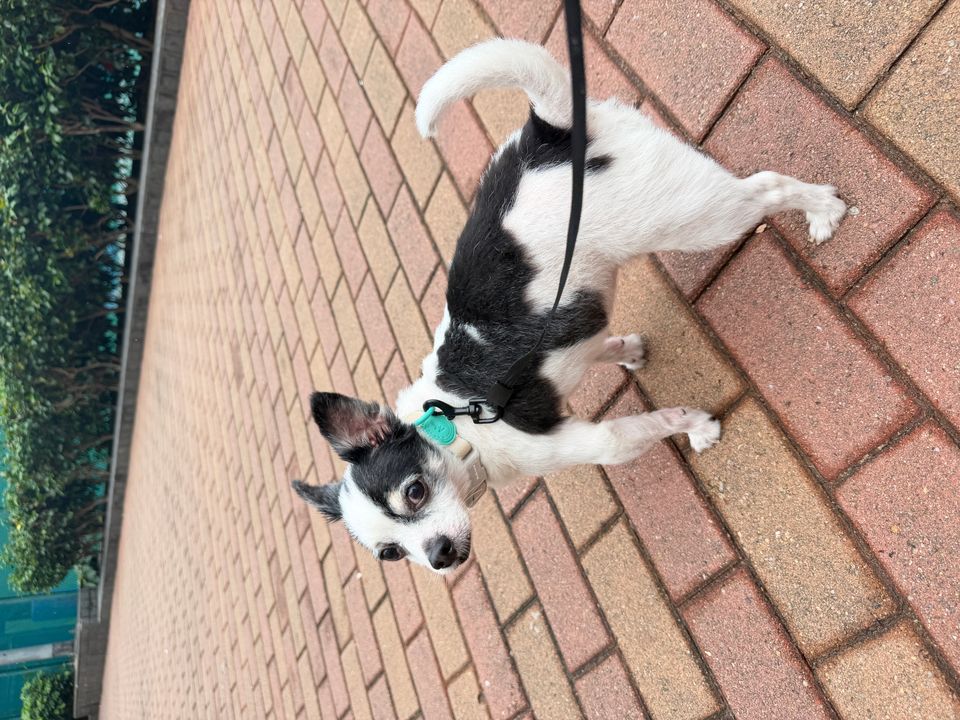 Dog walking/ Day care  - Description 1