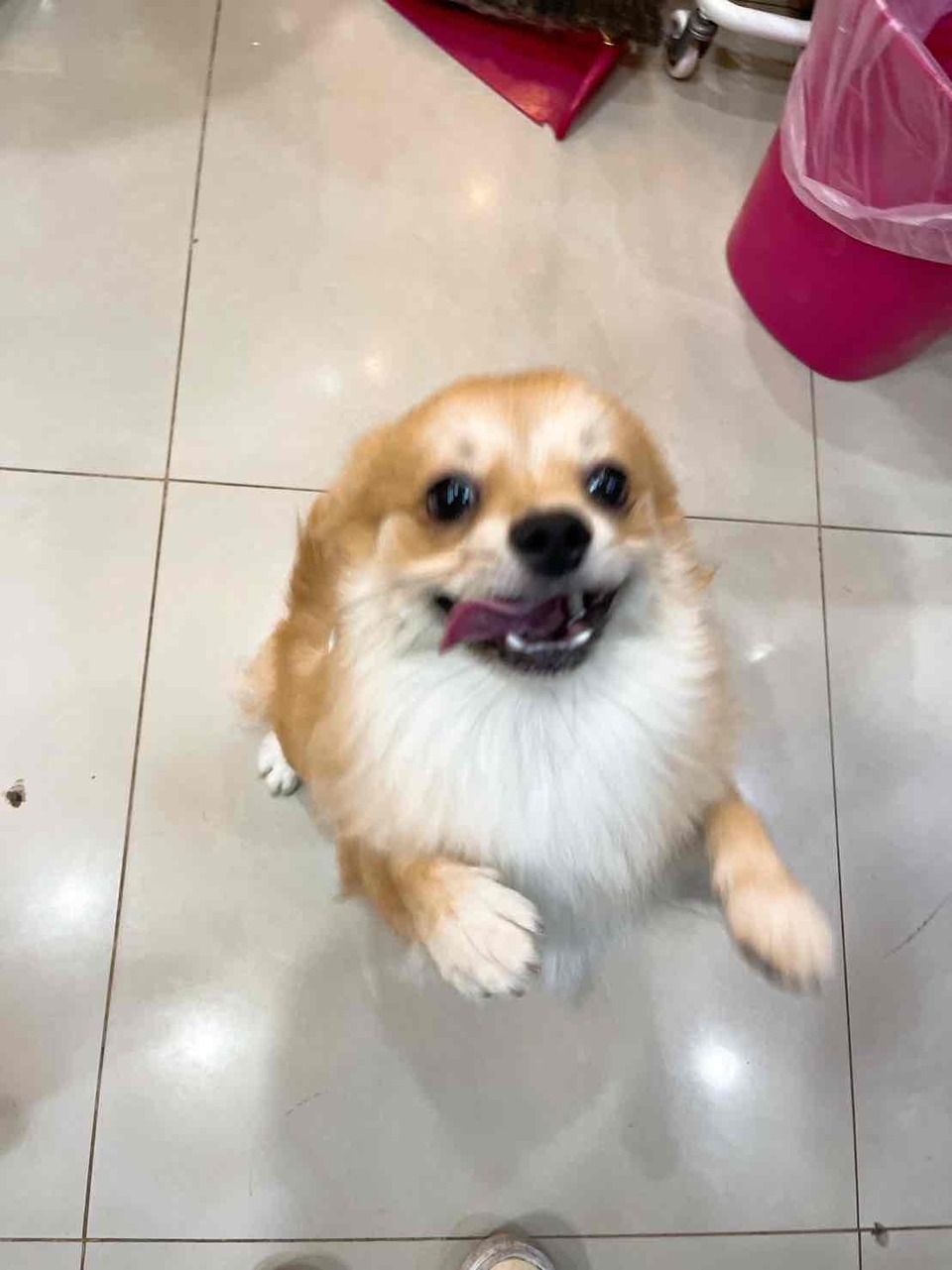 本身有養一隻很可愛的松鼠博美 - 服務說明 1