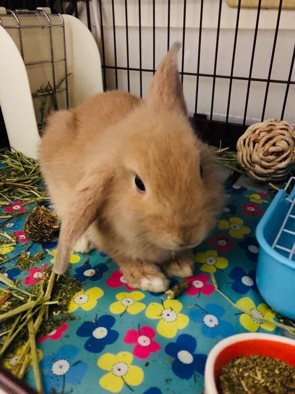 本身有養一隻很可愛的松鼠博美 - 服務說明 2