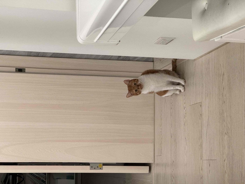 《麟光、六張犁》到府餵食+陪玩+鏟屎官🐈‍⬛🐶 **Pet Sitting Service Available (Reservation during holidays)**   Services: Home visits for feeding + playtime + litter box cleaning 🐈‍⬛🐶 - 服務說明 4