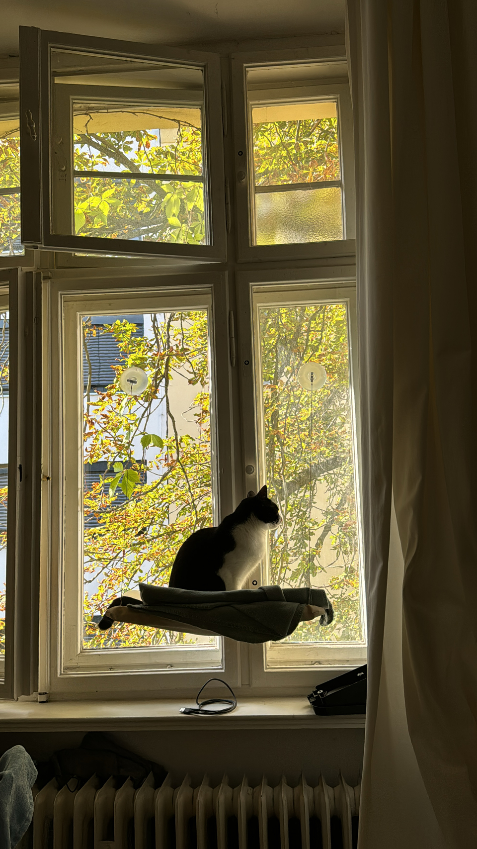 《麟光、六張犁》到府餵食+陪玩+鏟屎官🐈‍⬛🐶 **Pet Sitting Service Available (Reservation during holidays)**   Services: Home visits for feeding + playtime + litter box cleaning 🐈‍⬛🐶 - 服務說明 3