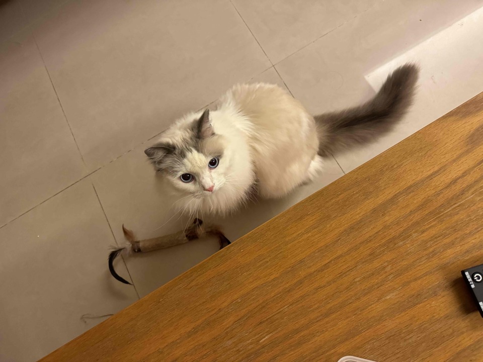 《麟光、六張犁》到府餵食+陪玩+鏟屎官🐈‍⬛🐶 **Pet Sitting Service Available (Reservation during holidays)**   Services: Home visits for feeding + playtime + litter box cleaning 🐈‍⬛🐶 - 服務說明 1