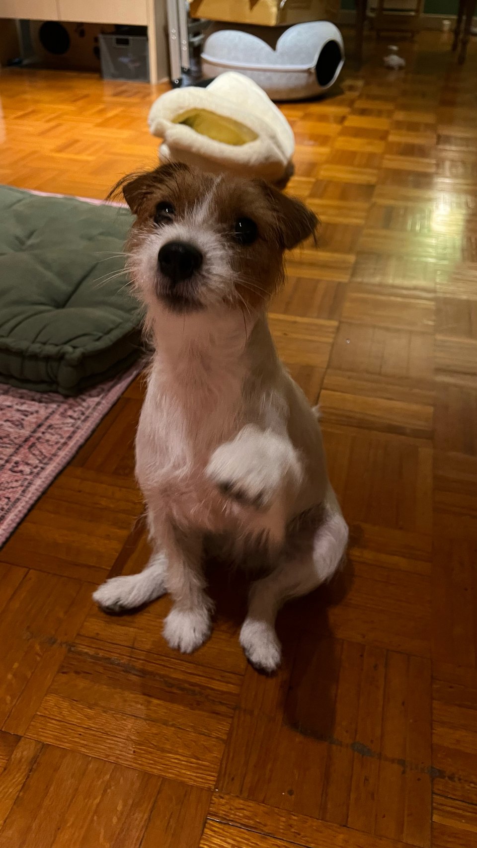 寵物汽車接送專區🐶🐱🐭🐹🐰🚗 - 服務說明 1