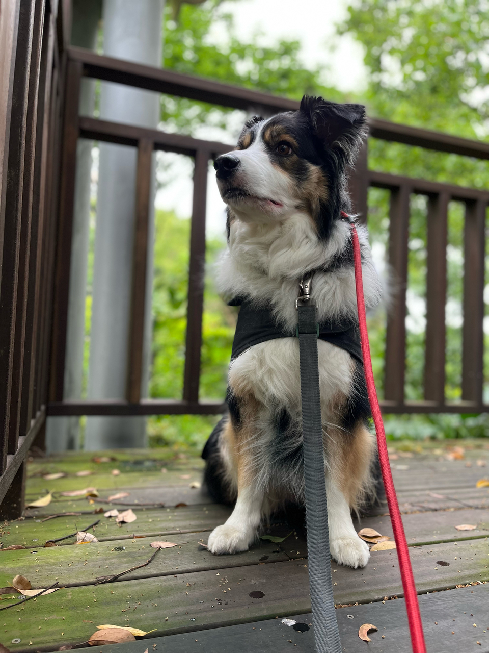 大型犬洗澡區（20～40kg)務必提前預約 - 服務說明 2