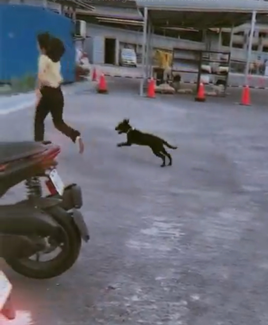 🌟極佳的狗狗緣及10年養貓經驗😺 免費家訪、隨時回報☎️  - Description 3