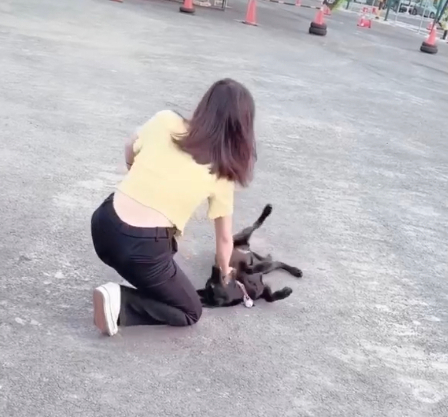 🌟極佳的狗狗緣及10年養貓經驗😺 免費家訪、隨時回報☎️  - Description 4