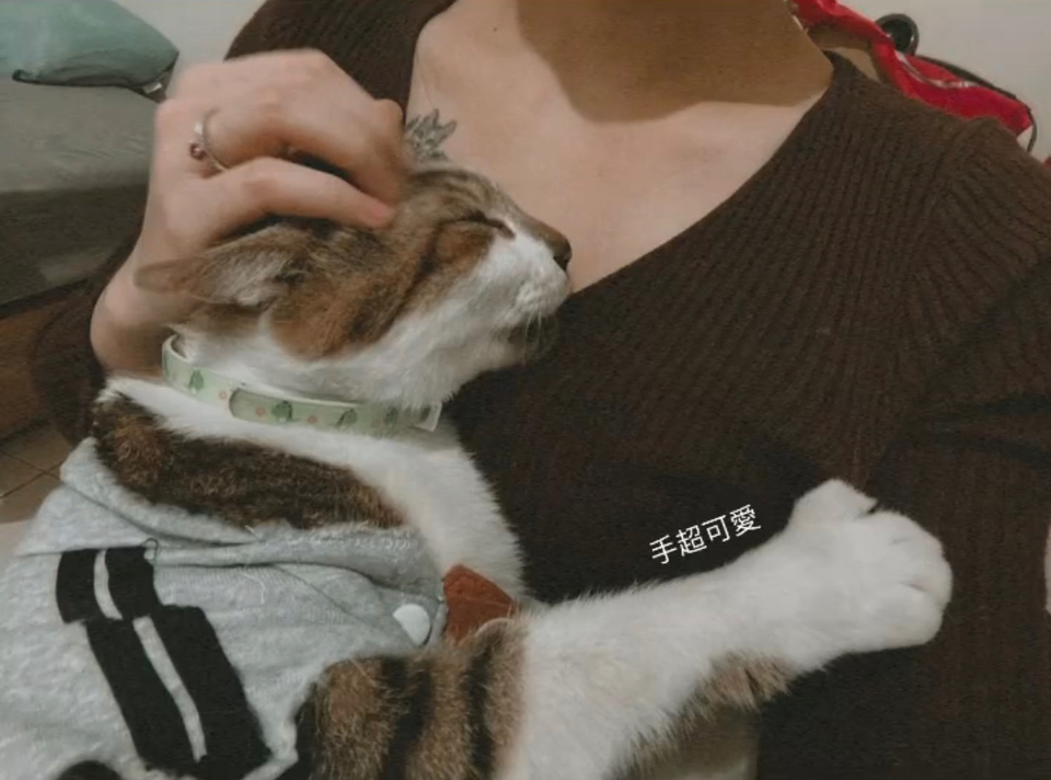 🌟極佳的狗狗緣及10年養貓經驗😺 免費家訪、隨時回報☎️  - Description 7