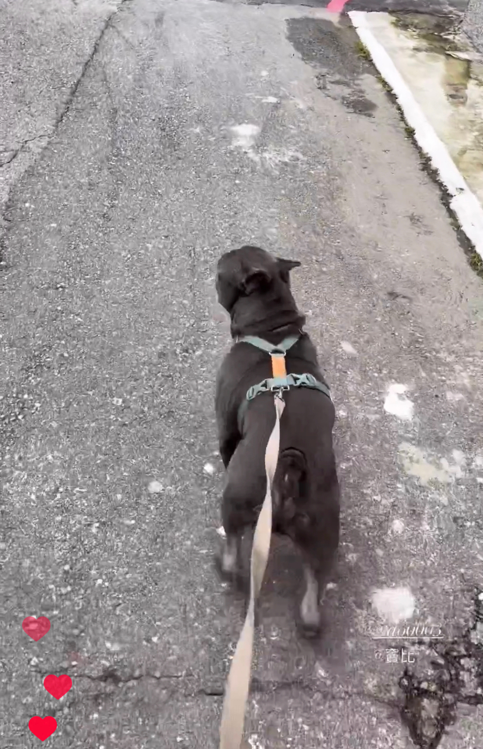 🌟極佳的狗狗緣及10年養貓經驗😺 免費家訪、隨時回報☎️  - Description 2