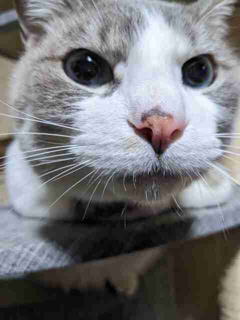 🐾訪問シッター（初めてご利用の方は事前打ち合わせのメニューも追加してシッターサービスをご注文ください）