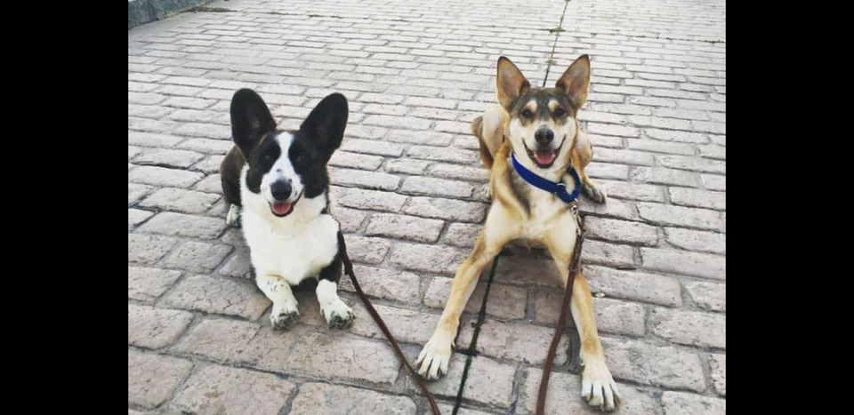 專業遛狗、專業寵物訓練  -  Personalized dog training walks - 服務說明 2