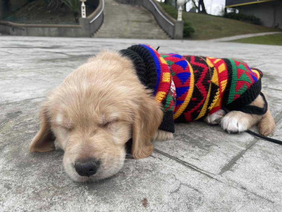 奶貓照顧、幼犬住宿、貓咪住宿 - 服務說明 4