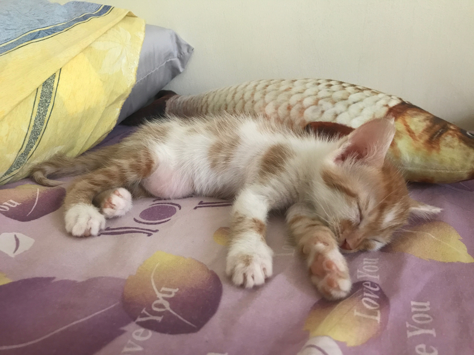 奶貓照顧、幼犬住宿、貓咪住宿 - 服務說明 2