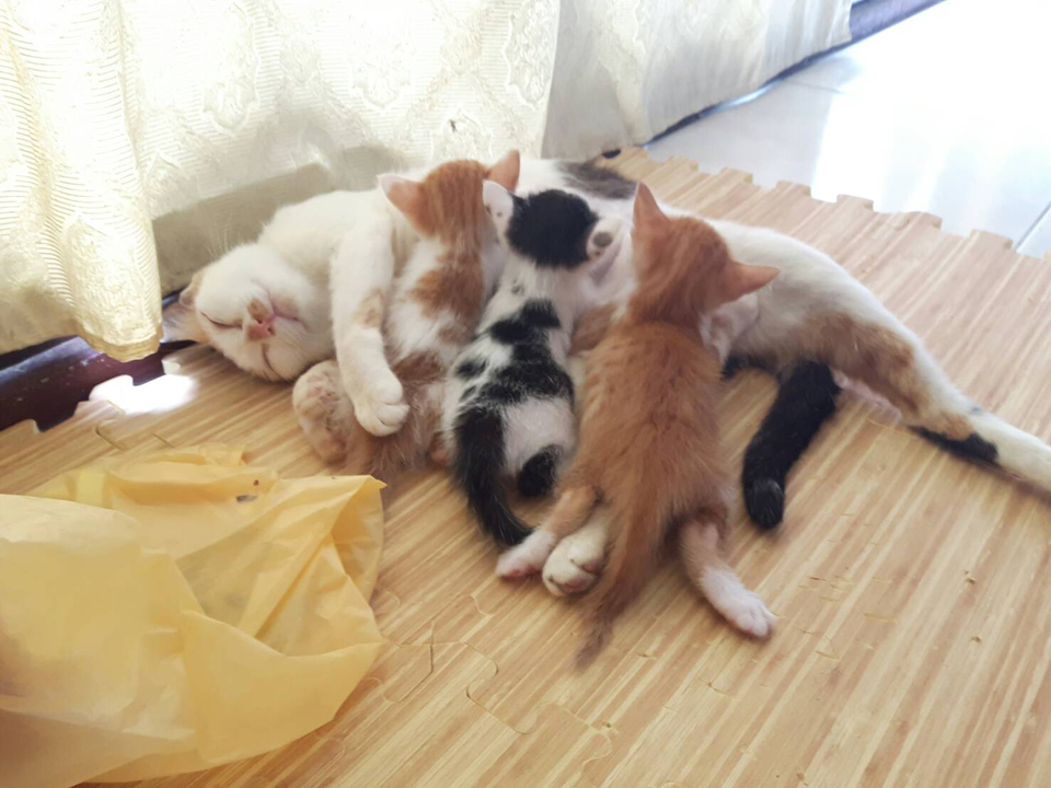 奶貓照顧、幼犬住宿、貓咪住宿 - 服務說明 3