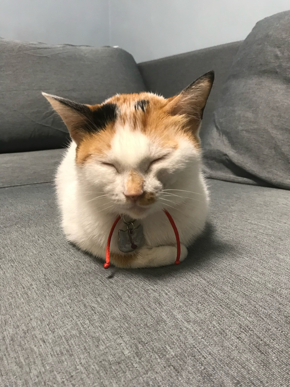 奶貓照顧、幼犬住宿、貓咪住宿 - 服務說明 1