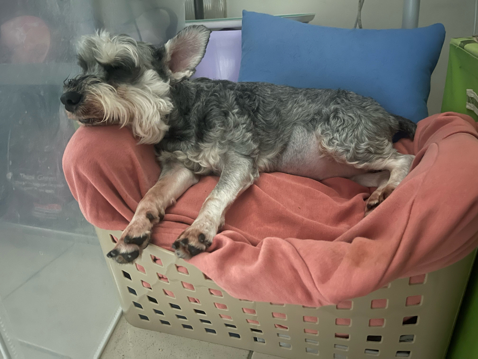 寵物保母散步最好的陪伴～ - 服務說明 8